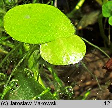 Spirodela polyrhiza (spirodela wielokorzeniowa)