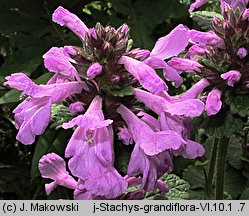 Betonica macrantha (czyściec wielkokwiatowy)