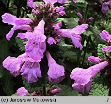 Betonica macrantha (czyściec wielkokwiatowy)