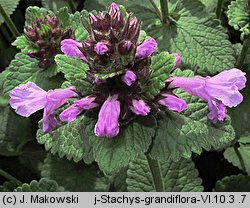 Betonica macrantha (czyściec wielkokwiatowy)