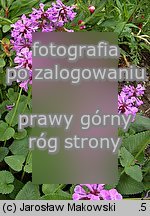 Betonica macrantha (czyściec wielkokwiatowy)