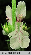 Stachys recta (czyściec prosty)