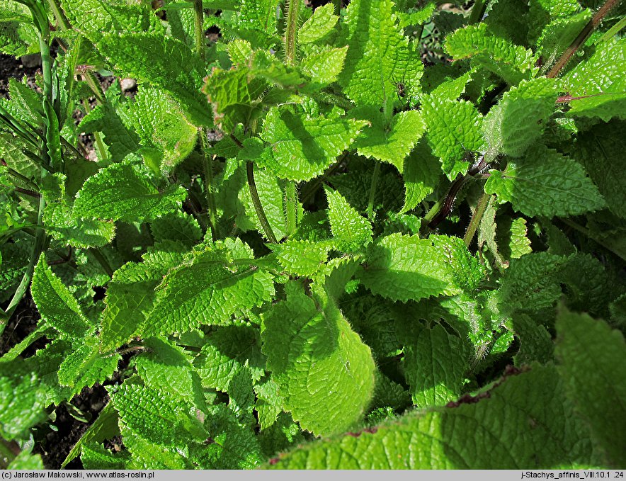 Stachys affinis (czyściec bulwiasty)