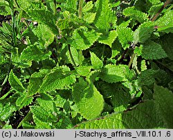 Stachys affinis (czyściec bulwiasty)