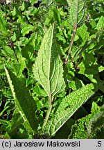 Stachys affinis (czyściec bulwiasty)