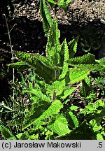 Stachys affinis (czyściec bulwiasty)