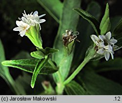 Stevia rebaudiana (stewia)