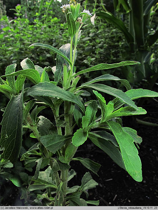 Stevia rebaudiana (stewia)