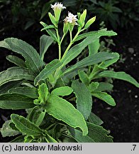 Stevia rebaudiana (stewia)