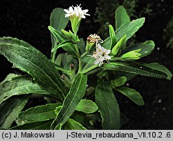 Stevia rebaudiana (stewia)