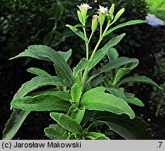 Stevia rebaudiana (stewia)