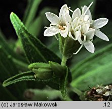 Stevia rebaudiana (stewia)