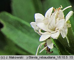 Stevia rebaudiana (stewia)