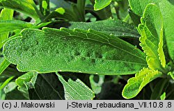 Stevia rebaudiana (stewia)