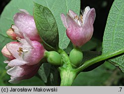 Symphoricarpos albus (śnieguliczka biała)