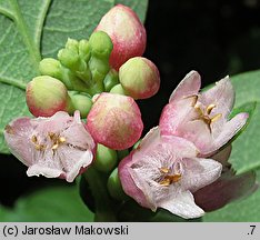 Symphoricarpos albus (śnieguliczka biała)