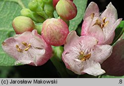 Symphoricarpos albus (śnieguliczka biała)