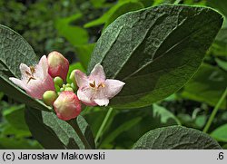 Symphoricarpos albus (śnieguliczka biała)