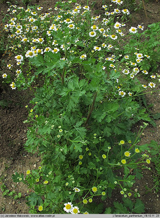 Tanacetum parthenium (wrotycz maruna)