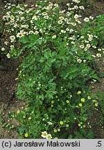 Tanacetum parthenium (wrotycz maruna)