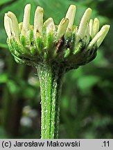 Tanacetum parthenium (wrotycz maruna)