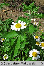 Tanacetum parthenium (wrotycz maruna)