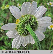 Tanacetum parthenium (wrotycz maruna)