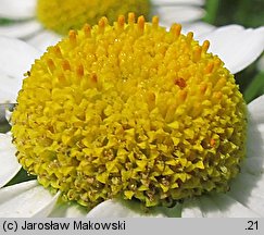 Tanacetum parthenium (wrotycz maruna)