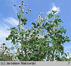 Tanacetum parthenium (wrotycz maruna)