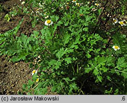 Tanacetum parthenium (wrotycz maruna)