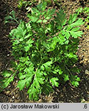 Tanacetum parthenium (wrotycz maruna)