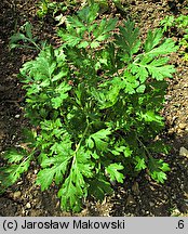 Tanacetum parthenium (wrotycz maruna)