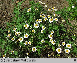 Tanacetum parthenium (wrotycz maruna)