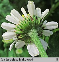 Tanacetum parthenium (wrotycz maruna)