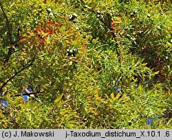 Taxodium distichum (cypryśnik błotny)