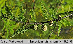 Taxodium distichum (cypryśnik błotny)