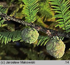 Taxodium distichum (cypryśnik błotny)