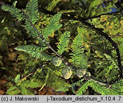 Taxodium distichum (cypryśnik błotny)