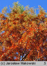 Taxodium distichum (cypryśnik błotny)