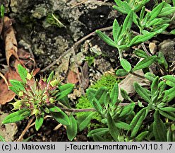 Teucrium montanum (ożanki górskiej)