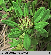 Teucrium montanum (ożanki górskiej)