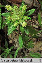 Teucrium montanum (ożanki górskiej)