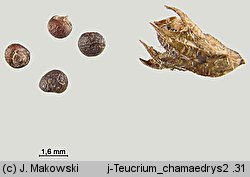 Teucrium chamaedrys (ożanka właściwa)