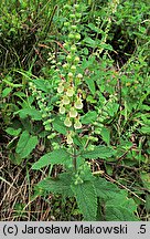 Teucrium scorodonia (ożanka nierównoząbkowa)