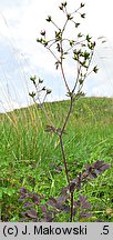 Thalictrum minus ssp. minus (rutewka mniejsza typowa)