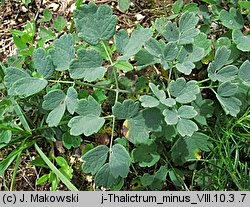 Thalictrum minus ssp. minus (rutewka mniejsza typowa)