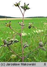 Thalictrum minus ssp. minus (rutewka mniejsza typowa)
