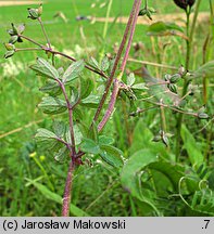 Thalictrum minus ssp. minus (rutewka mniejsza typowa)