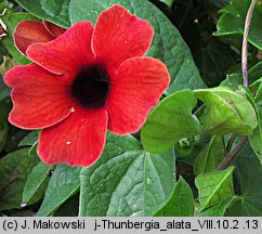 Thunbergia alata (tunbergia oskrzydlona)