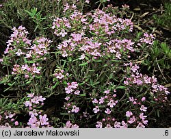 Thymus hybridus (macierzanka ogrodowa)